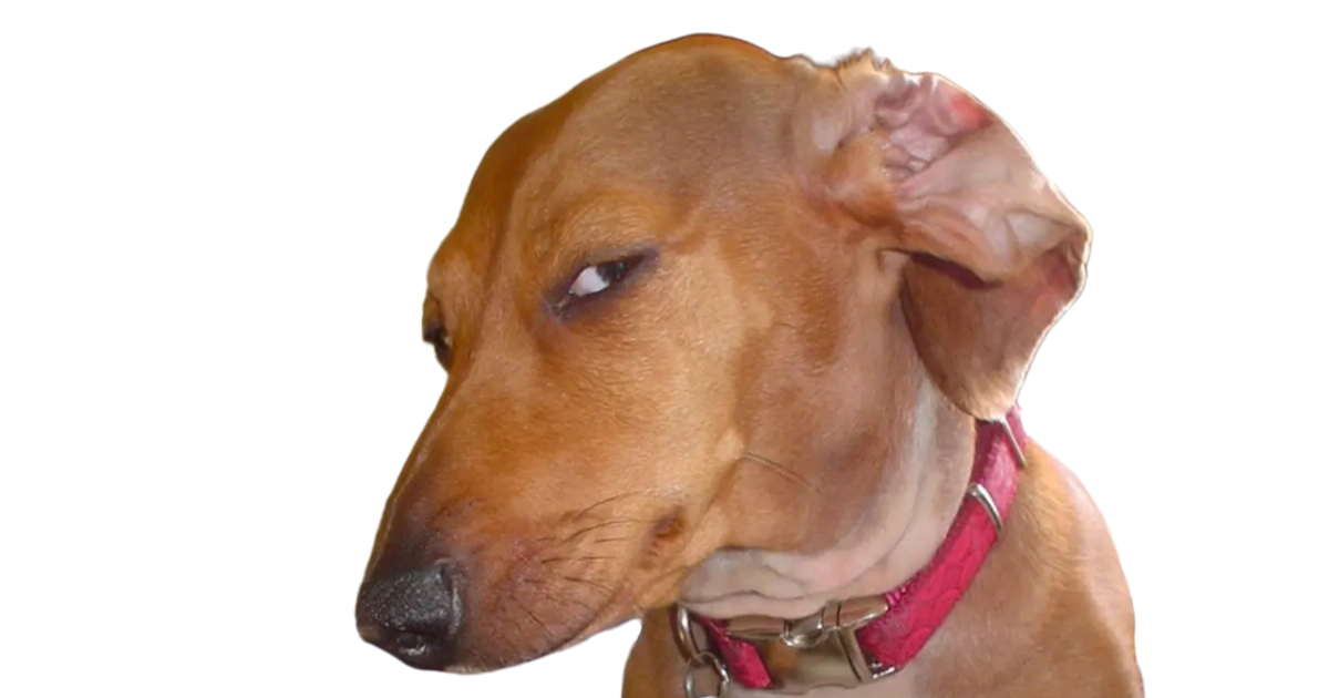 Another imposter dog. Do not touch.