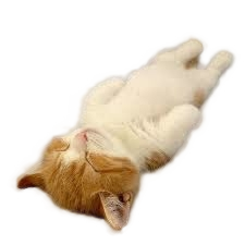 A sleeping kitten in desperate need of a divine touch. Click to save it.